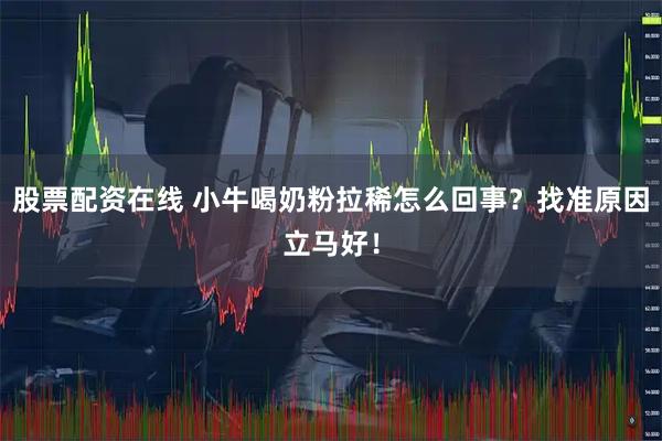 股票配资在线 小牛喝奶粉拉稀怎么回事？找准原因立马好！